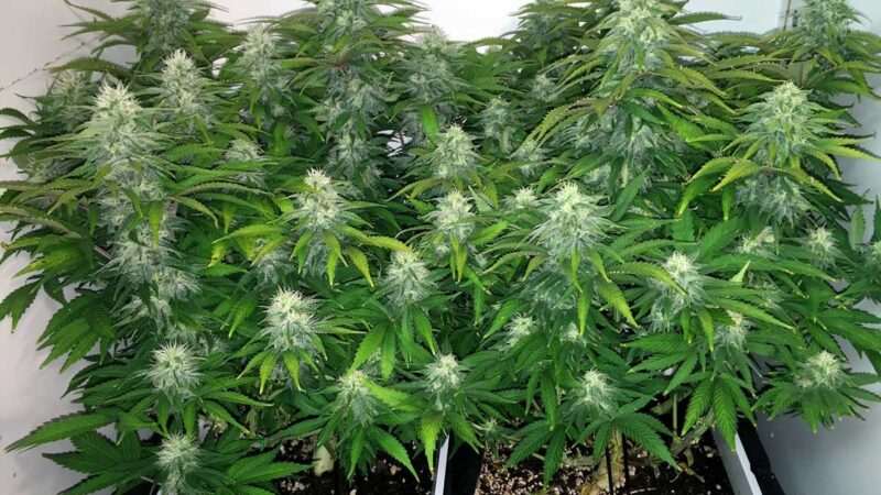 Indoor Marijuana Plants: How To Achieve The Best Temperature?