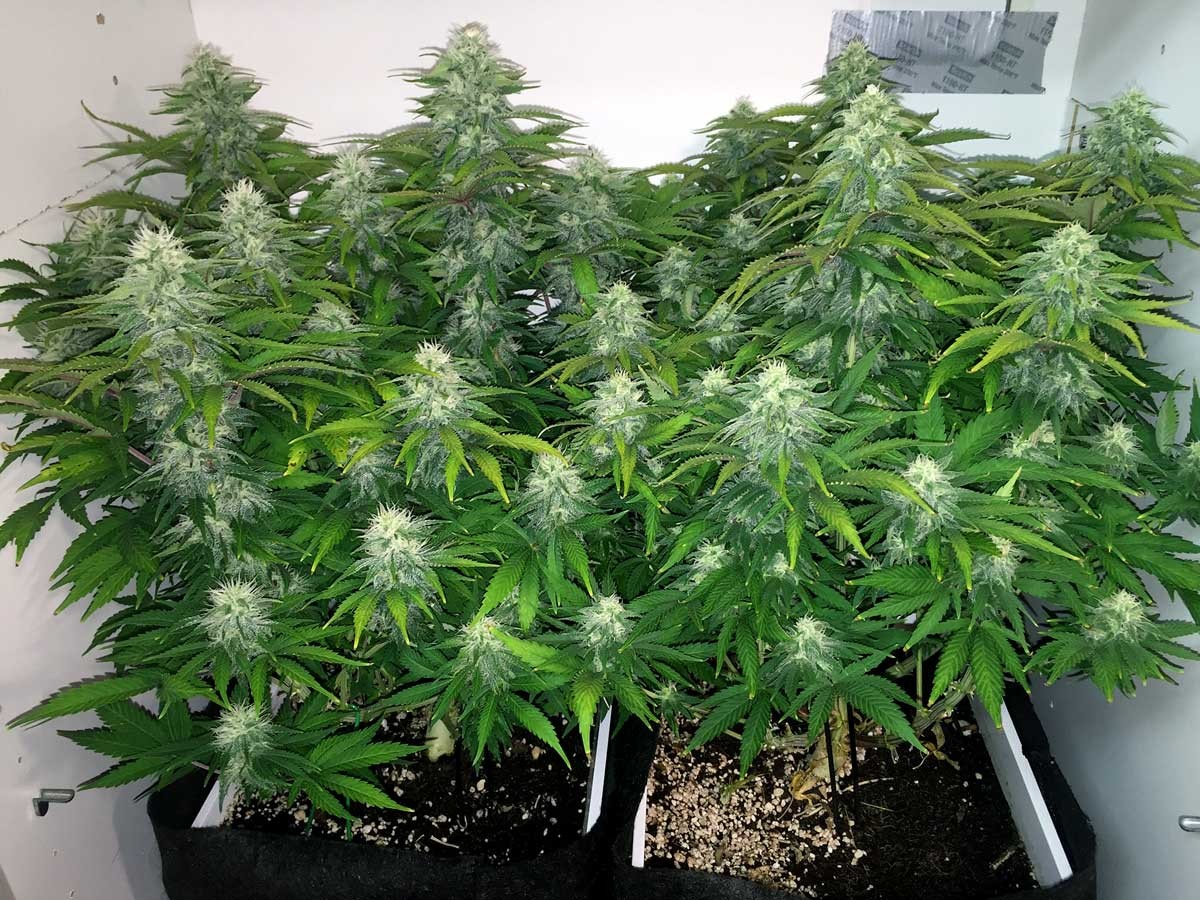 Indoor Marijuana Plants: How To Achieve The Best Temperature?