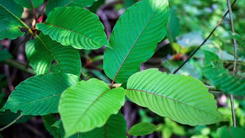 Facts about Red Thai Kratom