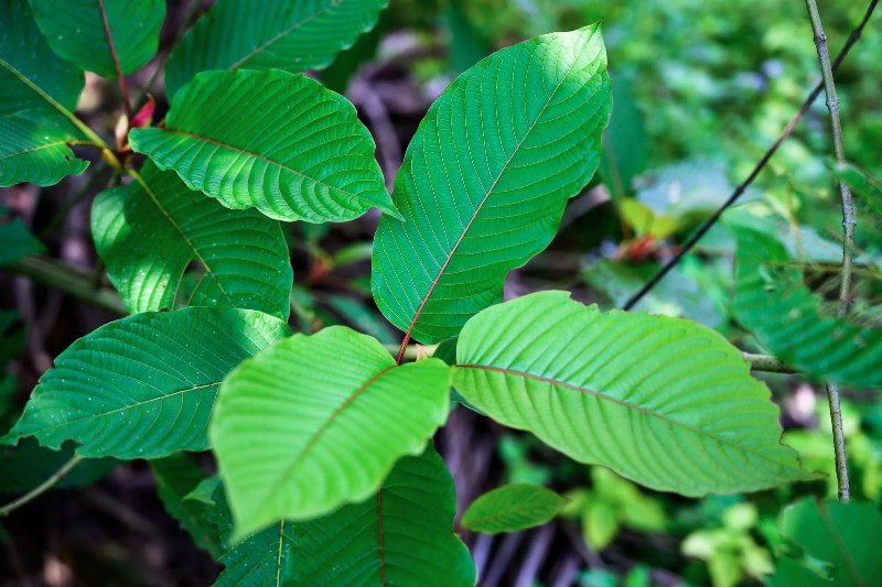 Facts about Red Thai Kratom