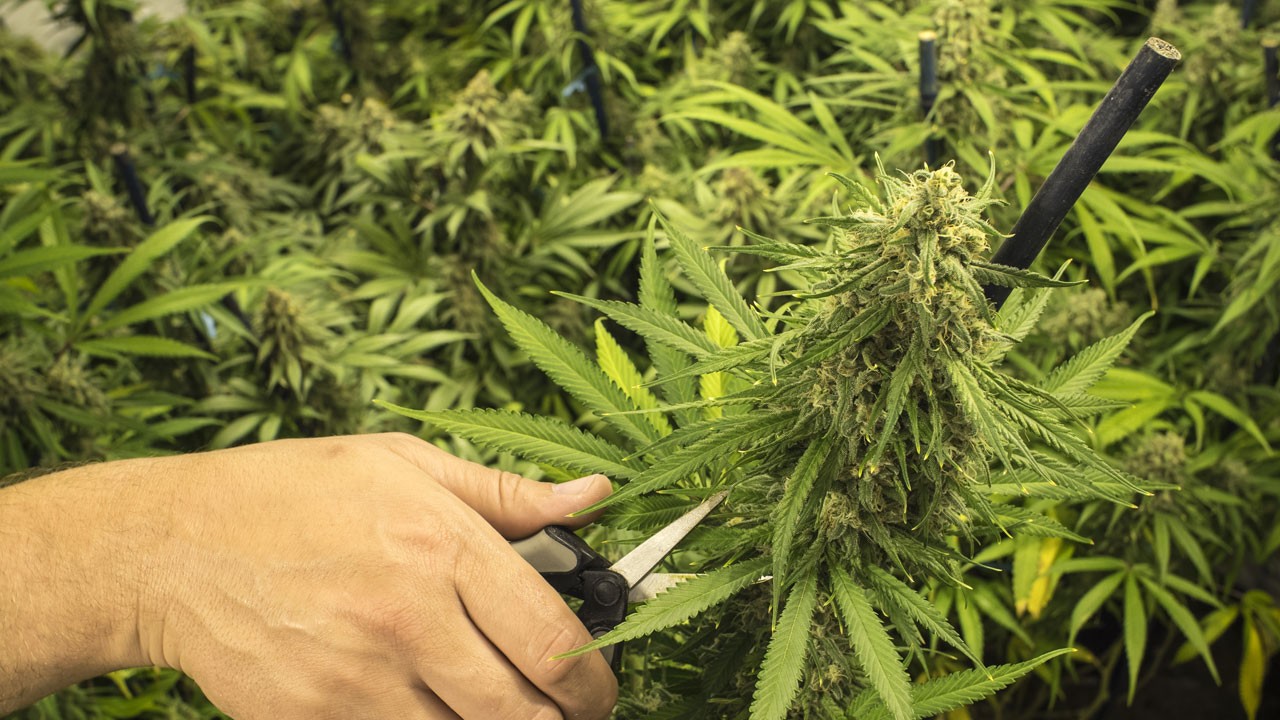Five Things to Consider Before Chopping Your Cannabis Plant