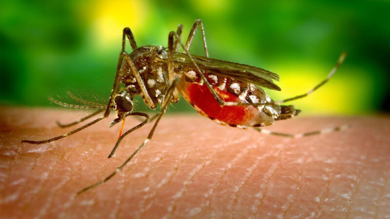 complications of dengue fever