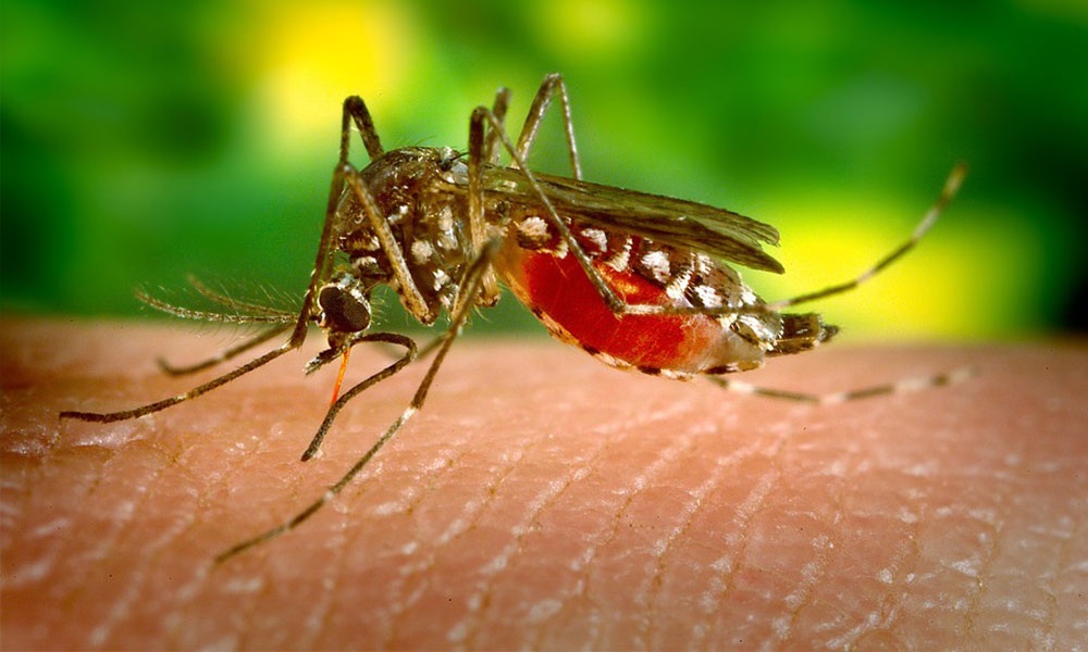 What are the complications of dengue fever?